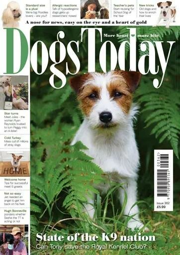 Dogs Today Magazine