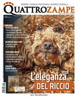 Quattro Zampe